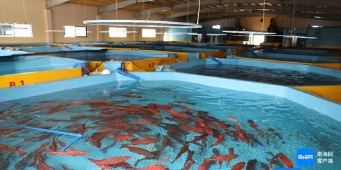 海南全省產(chǎn)業(yè)園區(qū)國慶期間搶抓生產(chǎn)建設忙鳳凰網(wǎng)海南 鳳凰網(wǎng)